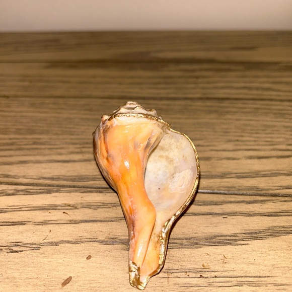 Shell Decor - Picture 7 of 7